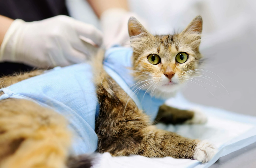 Кастрация и химическая кастрация кошек: процедуры, типы и рекомендации.